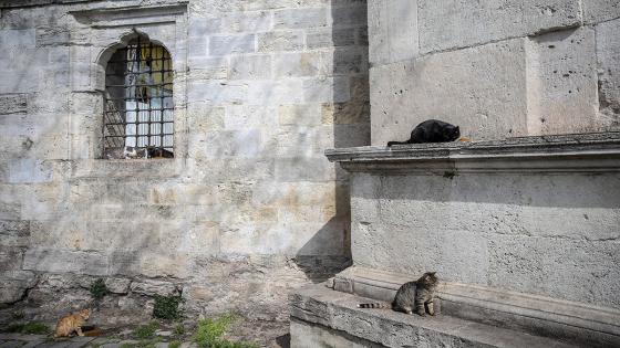 Las cuadrillas de la dirección de servicios de salud de la municipalidad de Fatih dejan comida para animales callejeros, que tienen problemas para encontrar comida después de que los restaurantes, talleres de cocina, etc. cerraron debido a la pandemia de coronavirus.  Foto: Emrah Yorulmaz/ Anadolu