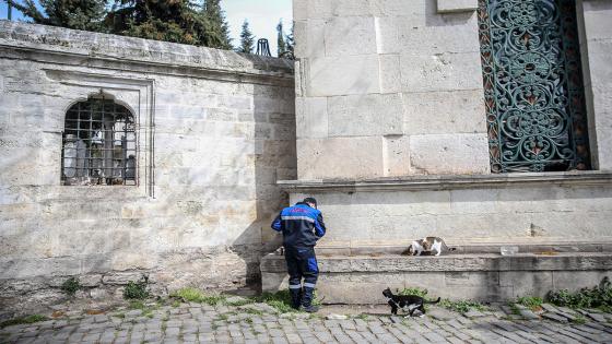 Las cuadrillas de la dirección de servicios de salud de la municipalidad de Fatih dejan comida para animales callejeros, que tienen problemas para encontrar comida después de que los restaurantes, talleres de cocina, etc. cerraron debido a la pandemia de coronavirus.  Foto: Emrah Yorulmaz/ Anadolu