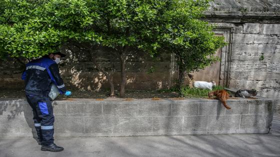 Las cuadrillas de la dirección de servicios de salud de la municipalidad de Fatih dejan comida para animales callejeros, que tienen problemas para encontrar comida después de que los restaurantes, talleres de cocina, etc. cerraron debido a la pandemia de coronavirus. Foto: Emrah Yorulmaz/ Anadolu Las cuadrillas de la dirección de servicios de salud de la municipalidad de Fatih dejan comida para animales callejeros, que tienen problemas para encontrar comida después de que los restaurantes, talleres de cocina, etc. cerraron debido a la pandemia de coronavirus. Foto: Emrah Yorulmaz/ Anadolu