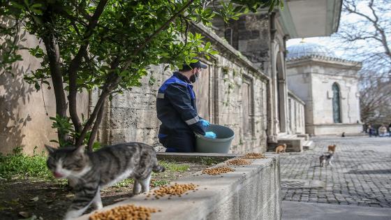 Las cuadrillas de la dirección de servicios de salud de la municipalidad de Fatih dejan comida para animales callejeros, que tienen problemas para encontrar comida después de que los restaurantes, talleres de cocina, etc. cerraron debido a la pandemia de coronavirus.  Foto: Emrah Yorulmaz/ Anadolu