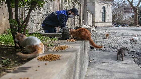 Las cuadrillas de la dirección de servicios de salud de la municipalidad de Fatih dejan comida para animales callejeros, que tienen problemas para encontrar comida después de que los restaurantes, talleres de cocina, etc. cerraron debido a la pandemia de coronavirus.  Foto: Emrah Yorulmaz/ Anadolu