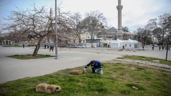 Las cuadrillas de la dirección de servicios de salud de la municipalidad de Fatih dejan comida para animales callejeros, que tienen problemas para encontrar comida después de que los restaurantes, talleres de cocina, etc. cerraron debido a la pandemia de coronavirus. Foto: Emrah Yorulmaz/ Anadolu Las cuadrillas de la dirección de servicios de salud de la municipalidad de Fatih dejan comida para animales callejeros, que tienen problemas para encontrar comida después de que los restaurantes, talleres de cocina, etc. cerraron debido a la pandemia de coronavirus. Foto: Emrah Yorulmaz/ Anadolu