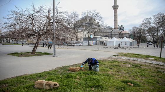 Las cuadrillas de la dirección de servicios de salud de la municipalidad de Fatih dejan comida para animales callejeros, que tienen problemas para encontrar comida después de que los restaurantes, talleres de cocina, etc. cerraron debido a la pandemia de coronavirus.  Foto: Emrah Yorulmaz/ Anadolu