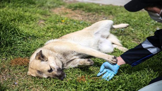 Las cuadrillas de la dirección de servicios de salud de la municipalidad de Fatih dejan comida para animales callejeros, que tienen problemas para encontrar comida después de que los restaurantes, talleres de cocina, etc. cerraron debido a la pandemia de coronavirus.  Foto: Emrah Yorulmaz/ Anadolu