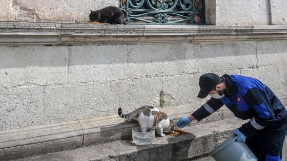 Las cuadrillas de la dirección de servicios de salud de la municipalidad de Fatih dejan comida para animales callejeros, que tienen problemas para encontrar comida después de que los restaurantes, talleres de cocina, etc. cerraron debido a la pandemia de coronavirus. Foto: Emrah Yorulmaz/ Anadolu Las cuadrillas de la dirección de servicios de salud de la municipalidad de Fatih dejan comida para animales callejeros, que tienen problemas para encontrar comida después de que los restaurantes, talleres de cocina, etc. cerraron debido a la pandemia de coronavirus. Foto: Emrah Yorulmaz/ Anadolu