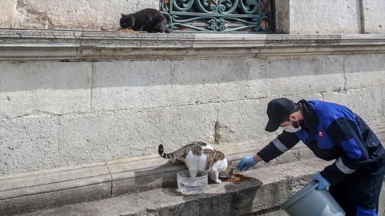 Las cuadrillas de la dirección de servicios de salud de la municipalidad de Fatih dejan comida para animales callejeros, que tienen problemas para encontrar comida después de que los restaurantes, talleres de cocina, etc. cerraron debido a la pandemia de coronavirus.  Foto: Emrah Yorulmaz/ Anadolu