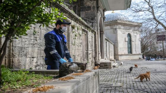 Las cuadrillas de la dirección de servicios de salud de la municipalidad de Fatih dejan comida para animales callejeros, que tienen problemas para encontrar comida después de que los restaurantes, talleres de cocina, etc. cerraron debido a la pandemia de coronavirus.  Foto: Emrah Yorulmaz/ Anadolu