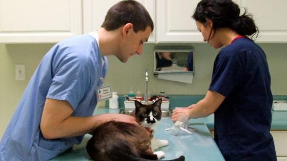 Nueva jornadas de esterilización de mascotas en Bogotá Nueva jornadas de esterilización de mascotas en Bogotá