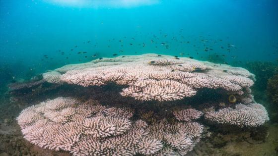 Vista de los corales blanqueados de Acropora tenuis en la Bahía de Geoffrey. La Gran Barrera de Coral se enfrenta a su tercer evento de blanqueamiento en cinco años.