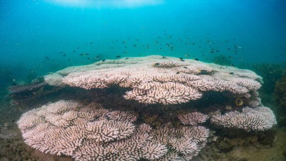 Vista de los corales blanqueados de Acropora tenuis en la Bahía de Geoffrey. La Gran Barrera de Coral se enfrenta a su tercer evento de blanqueamiento en cinco años. Vista de los corales blanqueados de Acropora tenuis en la Bahía de Geoffrey. La Gran Barrera de Coral se enfrenta a su tercer evento de blanqueamiento en cinco años.