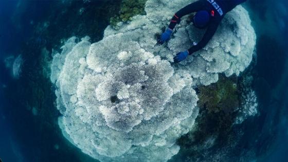 Una persona nada a lo largo de los corales blanqueados de Acropora tenuis en la Bahía de Geoffrey. La Gran Barrera de Coral se enfrenta a su tercer evento de blanqueamiento en cinco años.  Foto: Christopher Brunner / SkyReefPhoto / Greenpeace