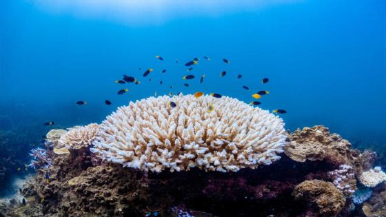 Las damiselas de media luna (Neopomacentrus bankieri), las damiselas de limón (Pomacentrus moluccensis) y el pez mariposa dorado juvenil (Chaetodon aureofasciatus) nadan a lo largo de un coral Acropora blanqueado. La Gran Barrera de Coral se enfrenta a su tercer evento de blanqueamiento en cinco años.