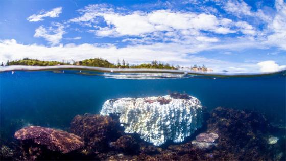 Fotografía submarina de un coral Porites blanqueado de aproximadamente dos metros de ancho en la Gran Barrera de Coral. La temperatura del agua era de 32 grados centígrados en el momento en que se tomó la imagen. La Gran Barrera de Coral se enfrenta a su tercer evento de blanqueamiento en cinco años.  Foto: Victor Huertas / Greenpeace