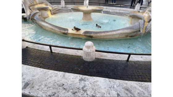 En algunas fuentes de Italia se han visto Patos Silvestres. En algunas fuentes de Italia se han visto Patos Silvestres.