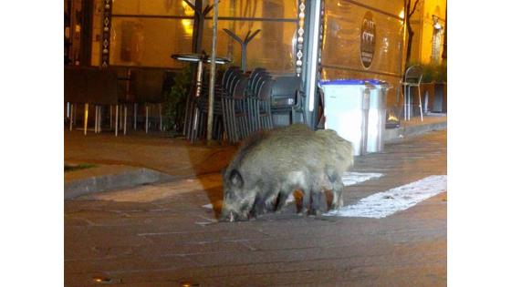 Una pareja de Jabalíes fue vista en las calles de Italia. Una pareja de Jabalíes fue vista en las calles de Italia.