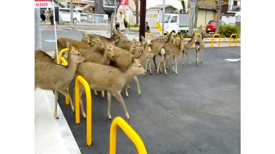  Una manada de Ciervos se tomaron las calles de Japón.