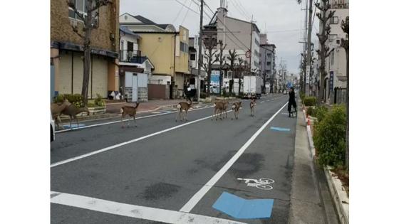 Un grupo de Ciervos fue visto en las calles de Nara, Japón durante la cuarentena. Un grupo de Ciervos fue visto en las calles de Nara, Japón durante la cuarentena.