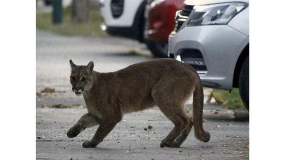 Este Puma transito durante varias horas las calles de Santiago de Chile.