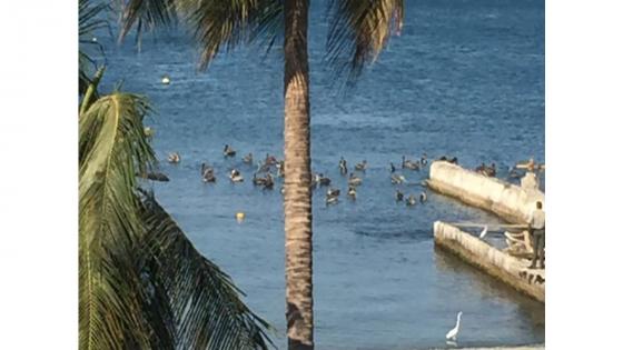 Un grupo de aves se toma las playas del Rodadero en Santa Marta.