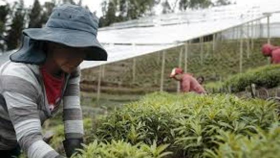 Créditos subsidiados para agro se están concentrando en grandes comercializadores Créditos subsidiados para agro se están concentrando en grandes comercializadores