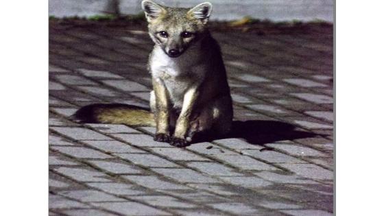 Este Zorro fue visto en un conjunto residencial del norte de Bogotá. Este Zorro fue visto en un conjunto residencial del norte de Bogotá.