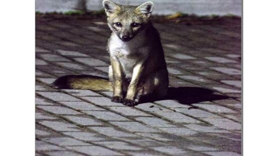 Este Zorro fue visto en un conjunto residencial del norte de Bogotá.