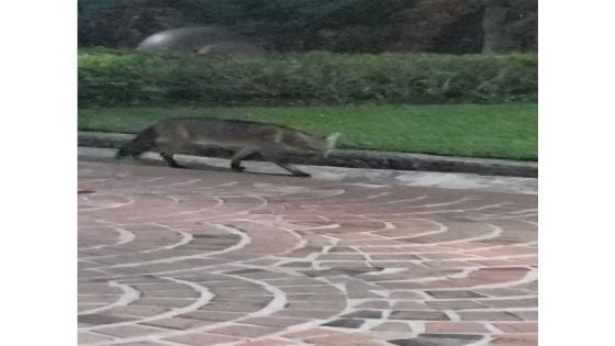 Un Zorro Cañero fue visto en en centro de Cali.