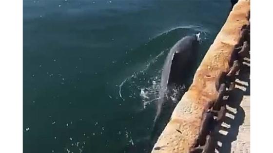 Algunas personas han visto delfines en la bahia de Cagliari.