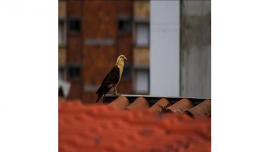 Pigua vista en El Robledo en la ciudad de Medellin. 