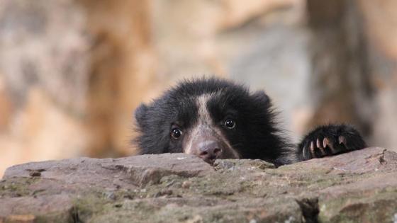 oso de anteojos oso de anteojos