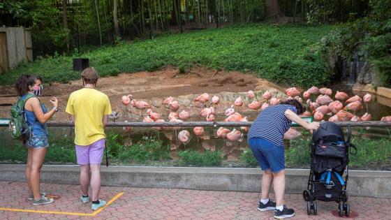 Visitantes observan los flamencos 