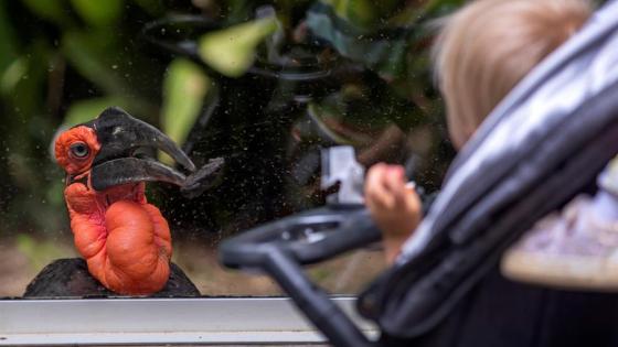 Zazu, una hembra de cálao del sur