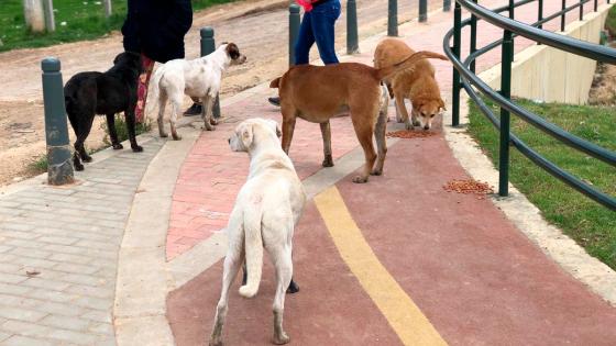 Perros en Bogotá