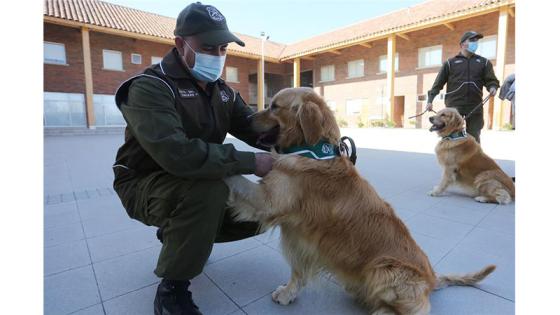 Perros policia