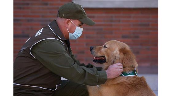 Perros policía