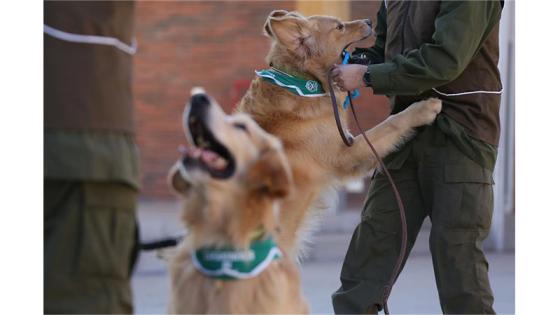 Perros policía