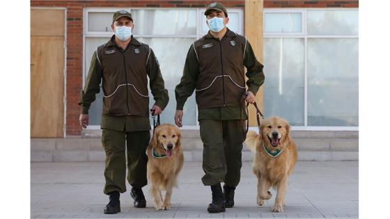 Perros policía