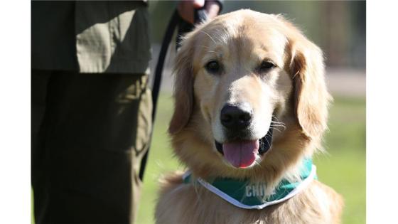 Perros policía