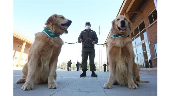Perros policia