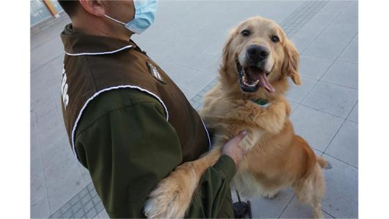 Perros policía