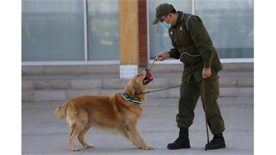 Perros policía