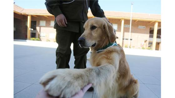 Perros policía