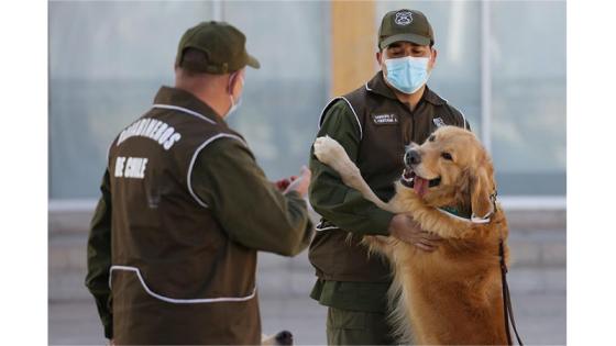 Perros policía