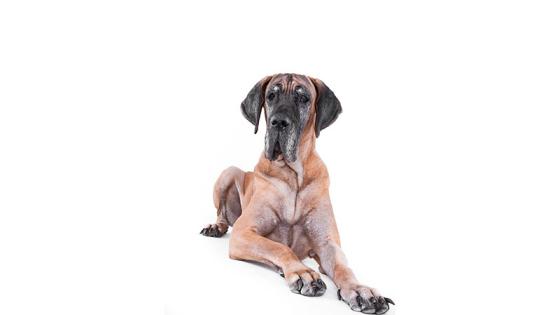 Gran Danes Gran Danes