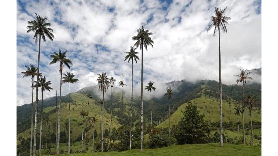Cocora-Valle-Palmera-de-Cera-Colombia
