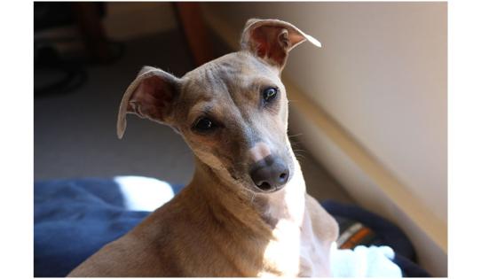 Galgo Inglés Galgo Inglés