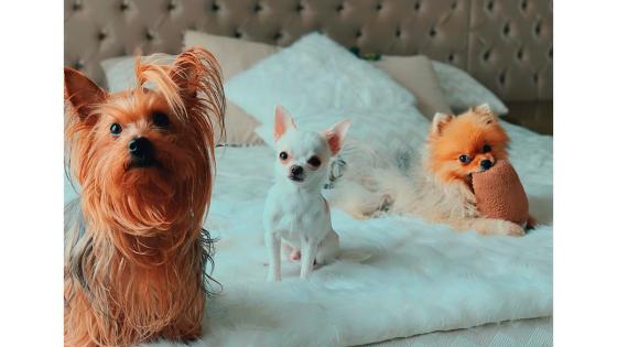 Perros de Lina Tejeiro Perros de Lina Tejeiro