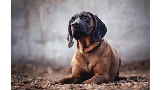 Bloodhound