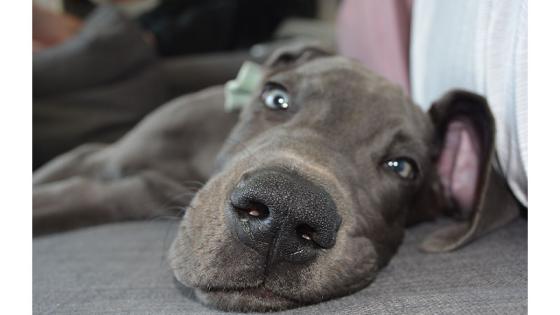 Gran Danes Gran Danes