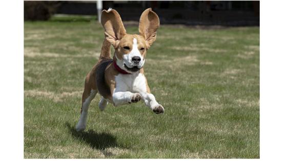 Beagle Beagle